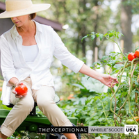 Woman gardening with tomato plants using Wheelie Tool Toter garden seat comfortable mobile workstation for planting and harvesting.